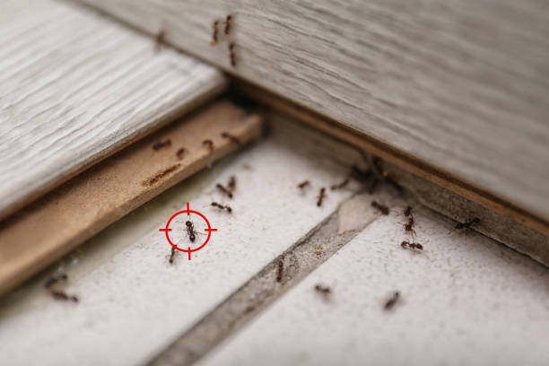 Best Cockroach Control Services  in Auburn, IL